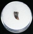 Dromaeosaur (Raptor) Tooth - Montana #11391-2
